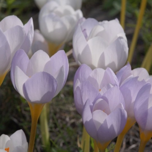 Crocus niveus